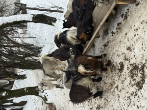 Iezi de vnzare foarte buni pentru tăiat sau esport mai multe detali al telefon. - imagine 2