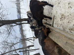 Iezi de vnzare foarte buni pentru tăiat sau esport mai multe detali al telefon.