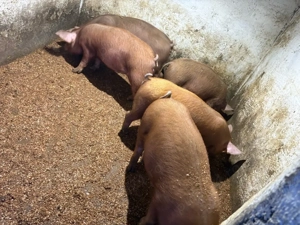 vad purcei  - imagine 4