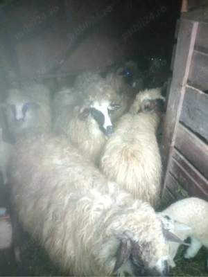 Oi de vânzare  - imagine 3