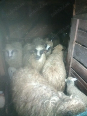 Oi de vânzare  - imagine 2