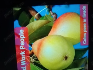 Angajam cupluri la cules de pere 