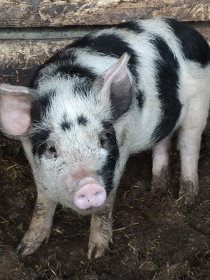 godac de vânzare  - imagine 3