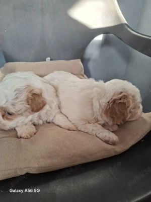 Bichon maltese  - imagine 5