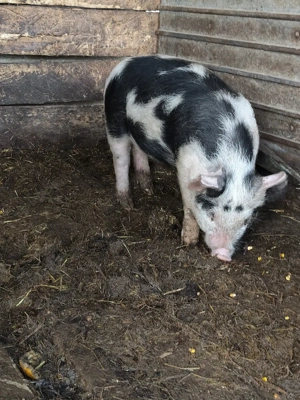 godac de vânzare  - imagine 4