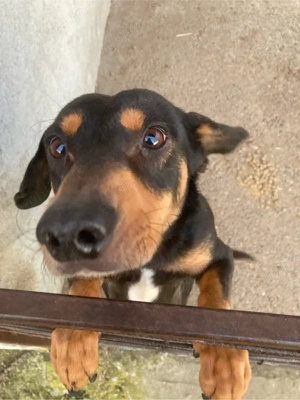 Vând Teckel matur - imagine 3