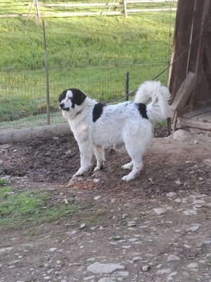 femela ciobanesc de bucovin - imagine 4