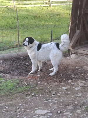 femela ciobanesc de bucovin - imagine 5