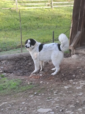 femela ciobanesc de bucovin