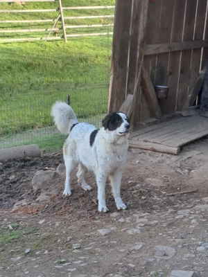 femela ciobanesc de bucovin - imagine 2