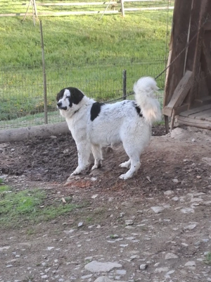 femela ciobanesc de bucovin - imagine 3