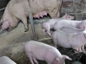 disponibili 8 bucati