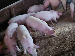 disponibili 8 bucati - imagine 2