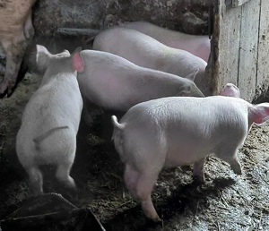 disponibili 8 bucati - imagine 3