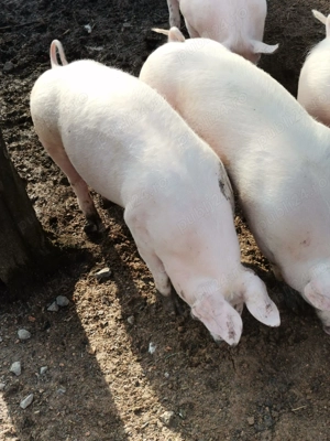Grăsuni și porci de vânzare - imagine 3