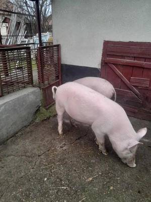 Vand porci marele alb - imagine 2