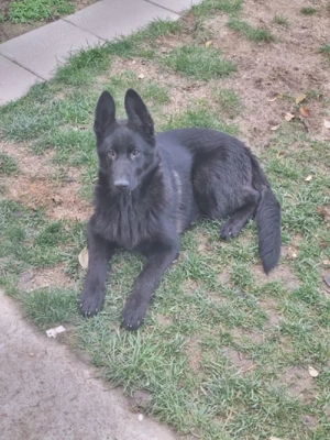 Cățelușă Ciobanesc german ofertă pina mâine perechea la 700 euro - imagine 2