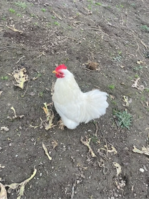 vand cochinchina pitic - imagine 2