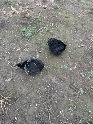 vand cochinchina pitic - imagine 4