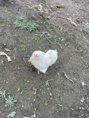 vand cochinchina pitic - imagine 3