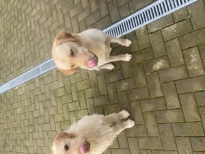 Vând 2 câini labrador  - imagine 2