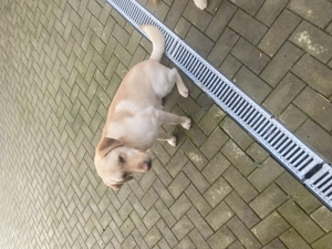 Vând 2 câini labrador  - imagine 3