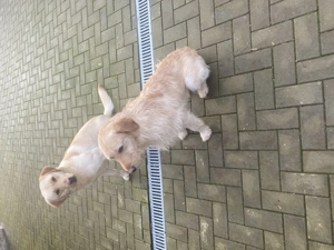 Vând 2 câini labrador  - imagine 5