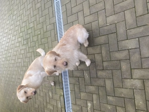 Vând 2 câini labrador  - imagine 4