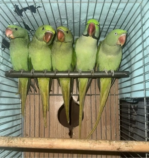 papagal Marele Alexandru