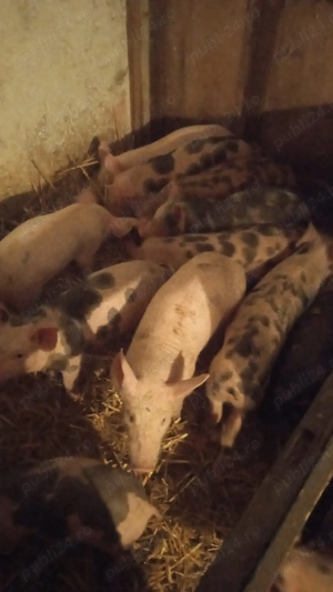 Purcei crescuți BIO !!! - imagine 2