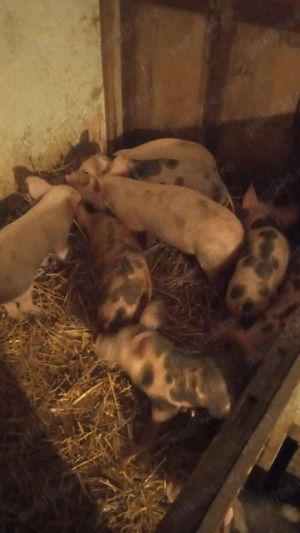 Purcei crescuți BIO !!!