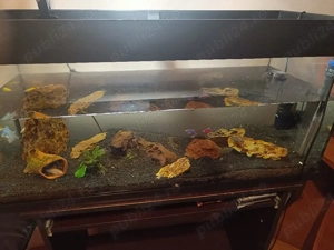 Acvariu pentru pesti - imagine 2