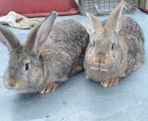 Vând iepuri berbec german 