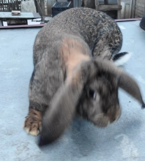 Vând iepuri berbec german  - imagine 3