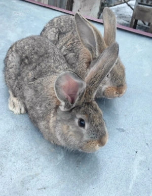 Vând iepuri berbec german  - imagine 4