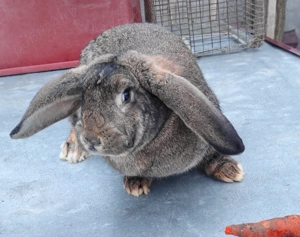 Vând iepuri berbec german  - imagine 2