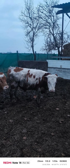 Vând tăurași  pentru sacrificat