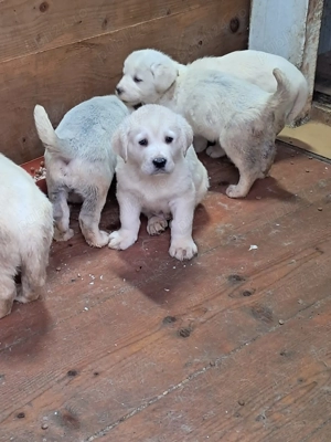 Ciobănesc  - imagine 3