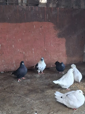 Porumbei texani + mondain  - imagine 2