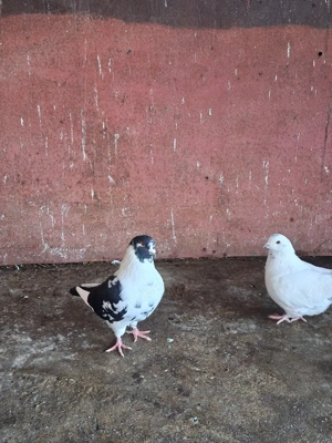 Porumbei texani + mondain  - imagine 3