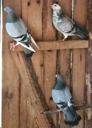 Porumbei voiajori sport - imagine 7