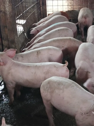 Soldanei de carne 30-40 kg - imagine 4