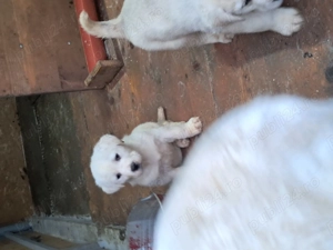 Ciobănesc  - imagine 4