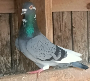 Porumbei voiajori sport - imagine 6