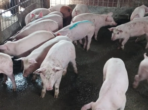 Soldanei de carne 30-40 kg