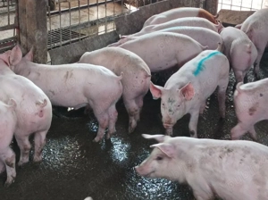 Soldani de carne 30-40 kg