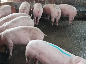 Soldanei de carne 30-40 kg - imagine 5