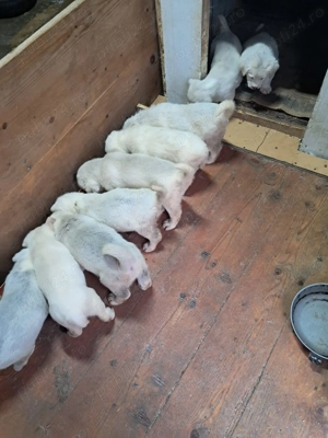 Ciobănesc  - imagine 5