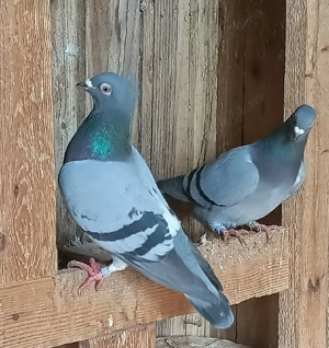 Porumbei voiajori sport - imagine 3