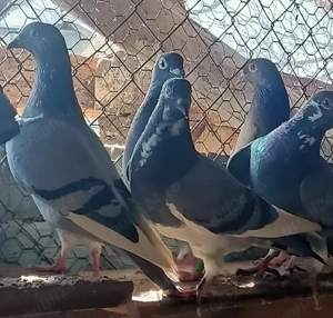 Porumbei voiajori sport - imagine 2